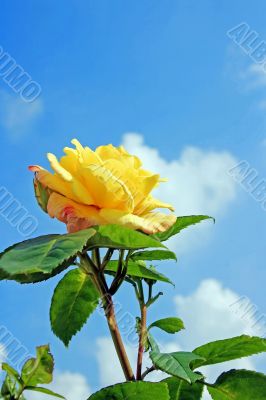Yellow Rose