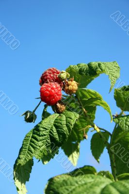 Raspberry