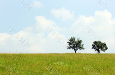 Trees