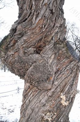 Sick tree