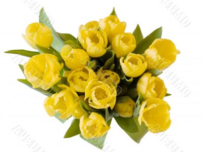 Yellow tulips