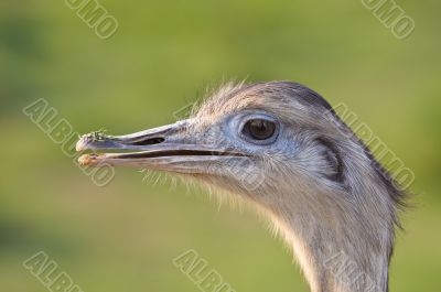 Ostrich portrait