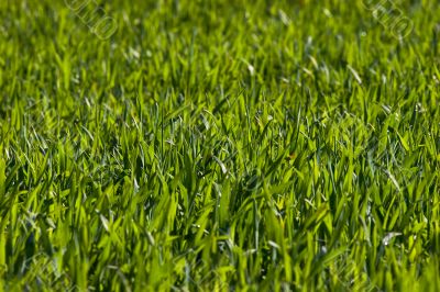 New green grass