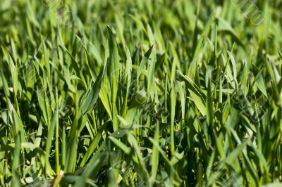 New green grass