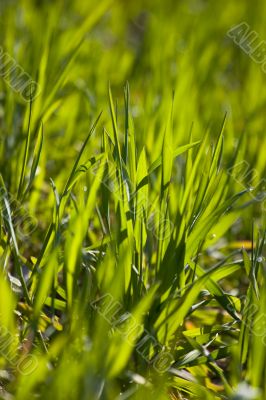 New green grass