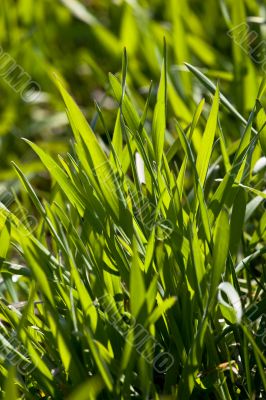 New green grass