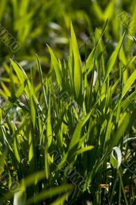 New green grass