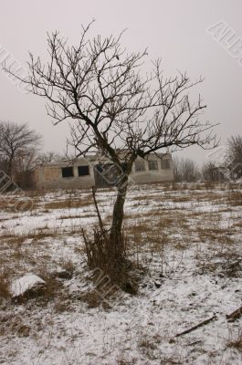 Tree and ruins