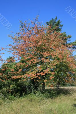 Colorful Tree