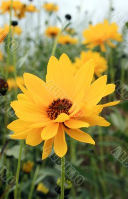 Yellow Flower