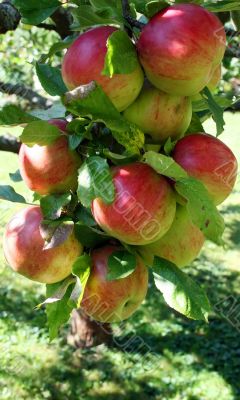 Apples
