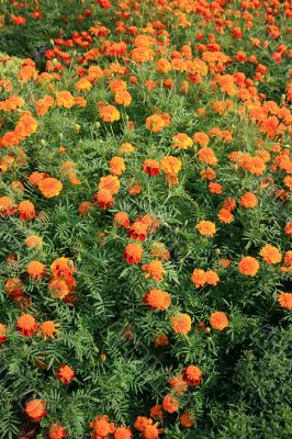 Marigold Flowerbed