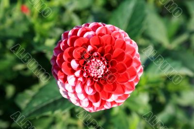Red Dahlia