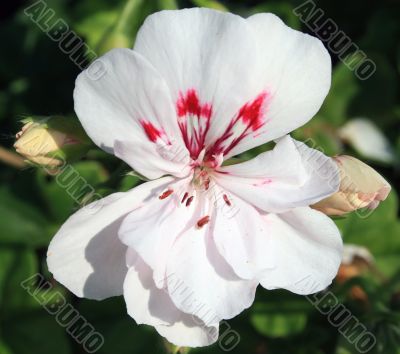 White Begonia