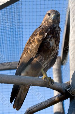 falcon