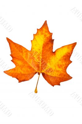 One maple leaf