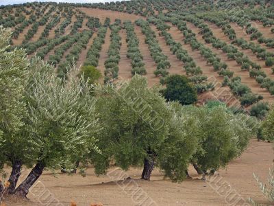 olive trees in Andalusia, Spain