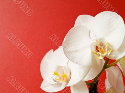 Phalaenopsis