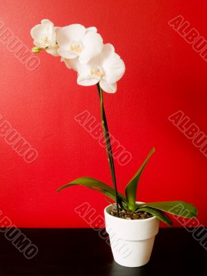 Phalaenopsis