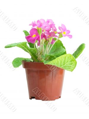 Pink Primrose Isolated