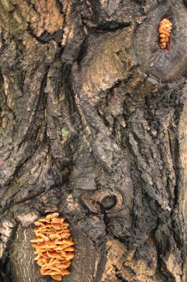 Mushrooms on a tree