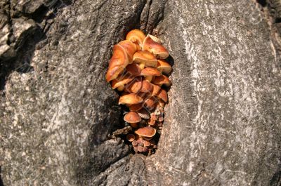 Mushrooms on a tree