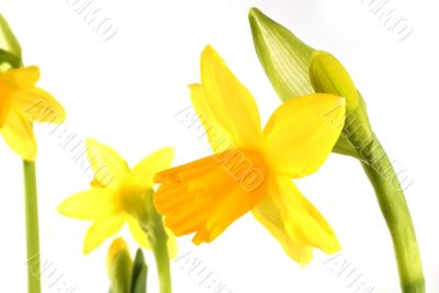daffodils