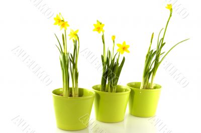 Green pots with daffodils