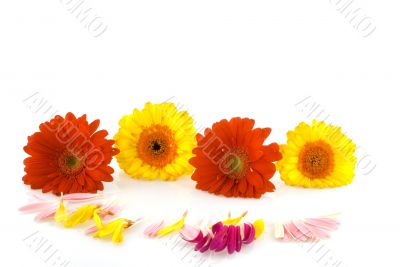 red and yellow