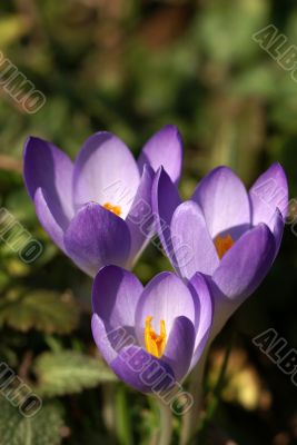 three crocuses