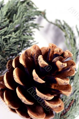 Acorn isolated in white