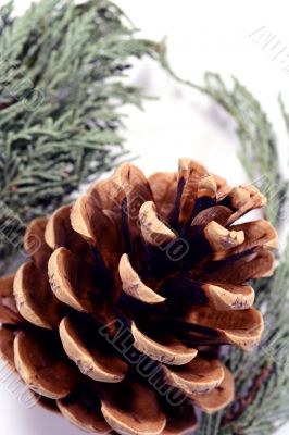 Acorn isolated in white