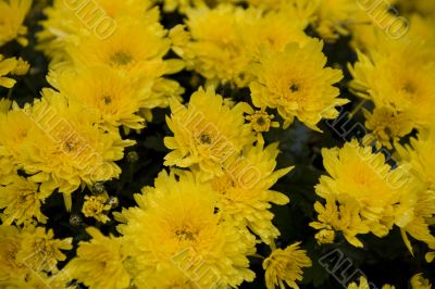 chrysanthemum