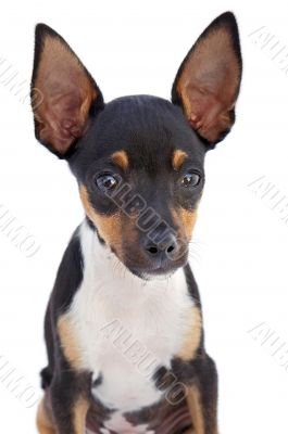Small dog