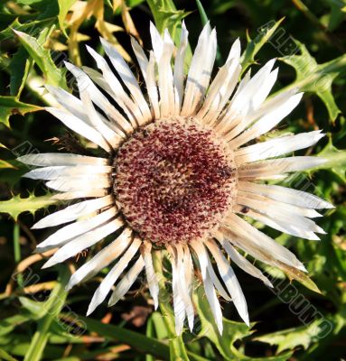 Carline Thistle