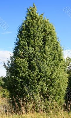 Fir Tree