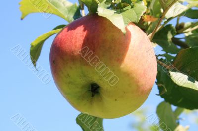 Apple