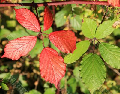 Colored Leaves