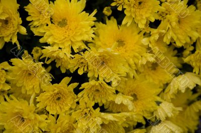 chrysanthemum
