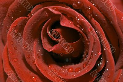 dark red rose