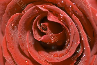 red rose