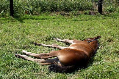 Sleeping foal.