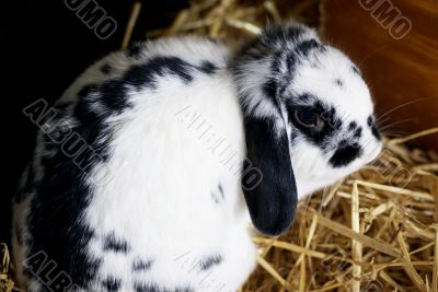 Little black and white rabbit.