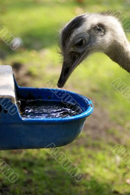 Drinking ostrich.