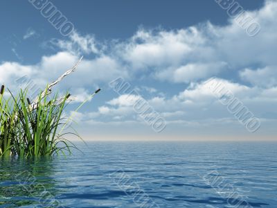 reed