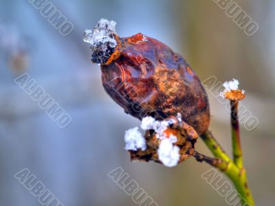 Frost