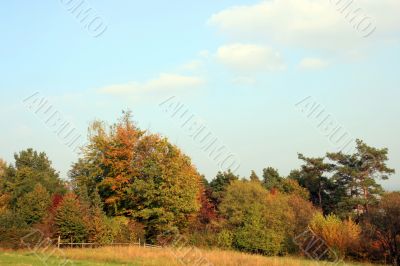Autumn Trees