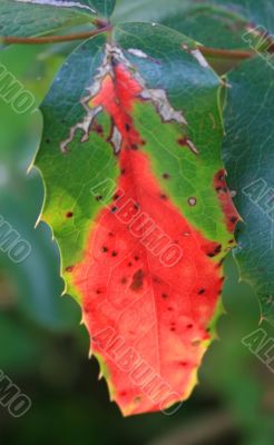 Colorful Leaf