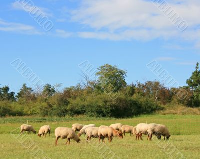 Sheep