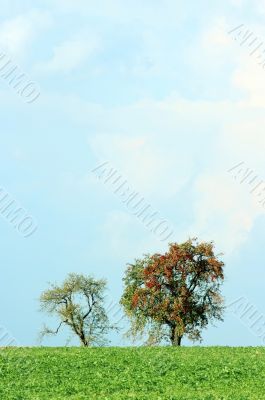 Trees